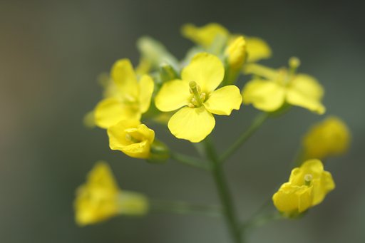 菜の花