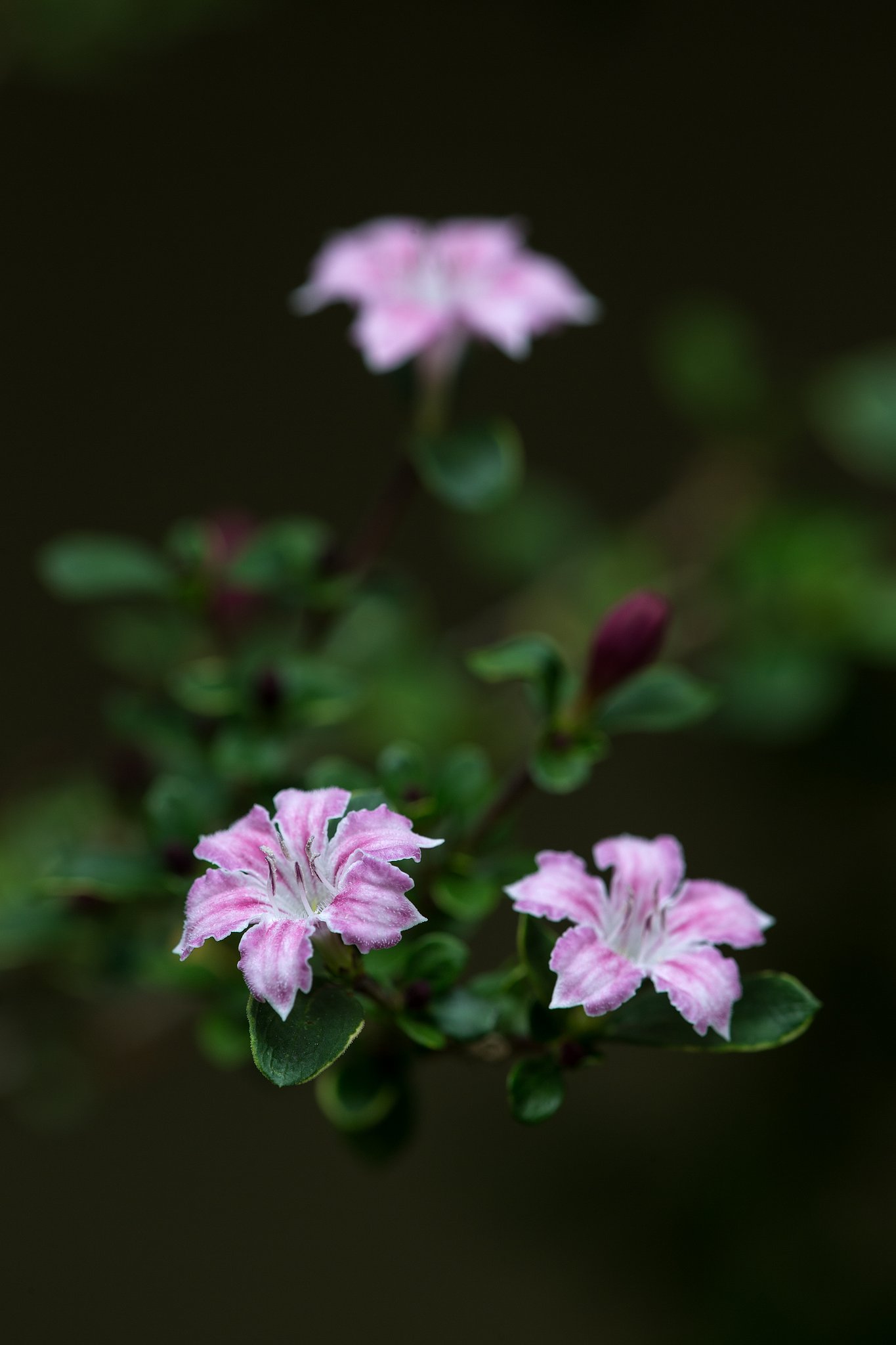 白丁花