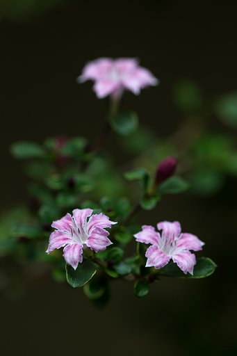 白丁花