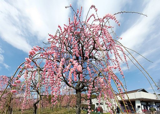 枝垂れ梅
