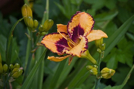 ユリのような花、草臥れた和紙みたい？