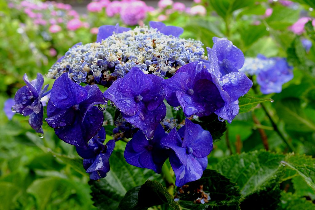 雨の紫陽花