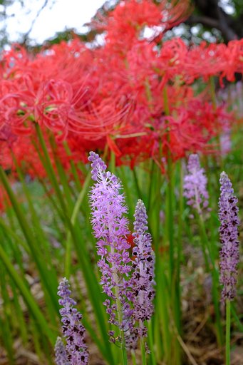 曼珠沙華と同居のツルボ