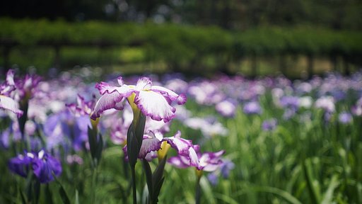 花菖蒲