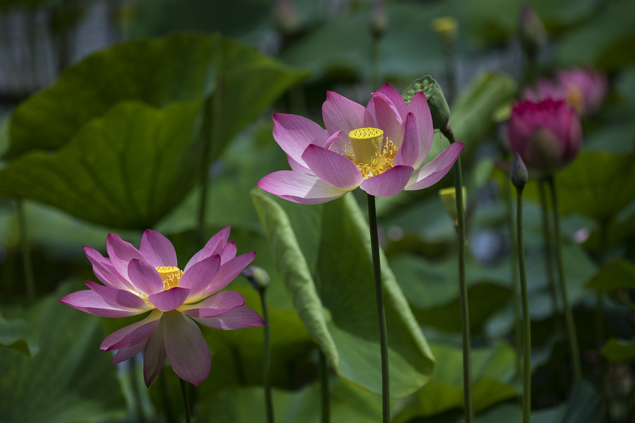 やっと開花です。