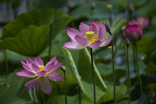 やっと開花です。