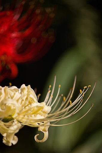 白への拘り二年前。