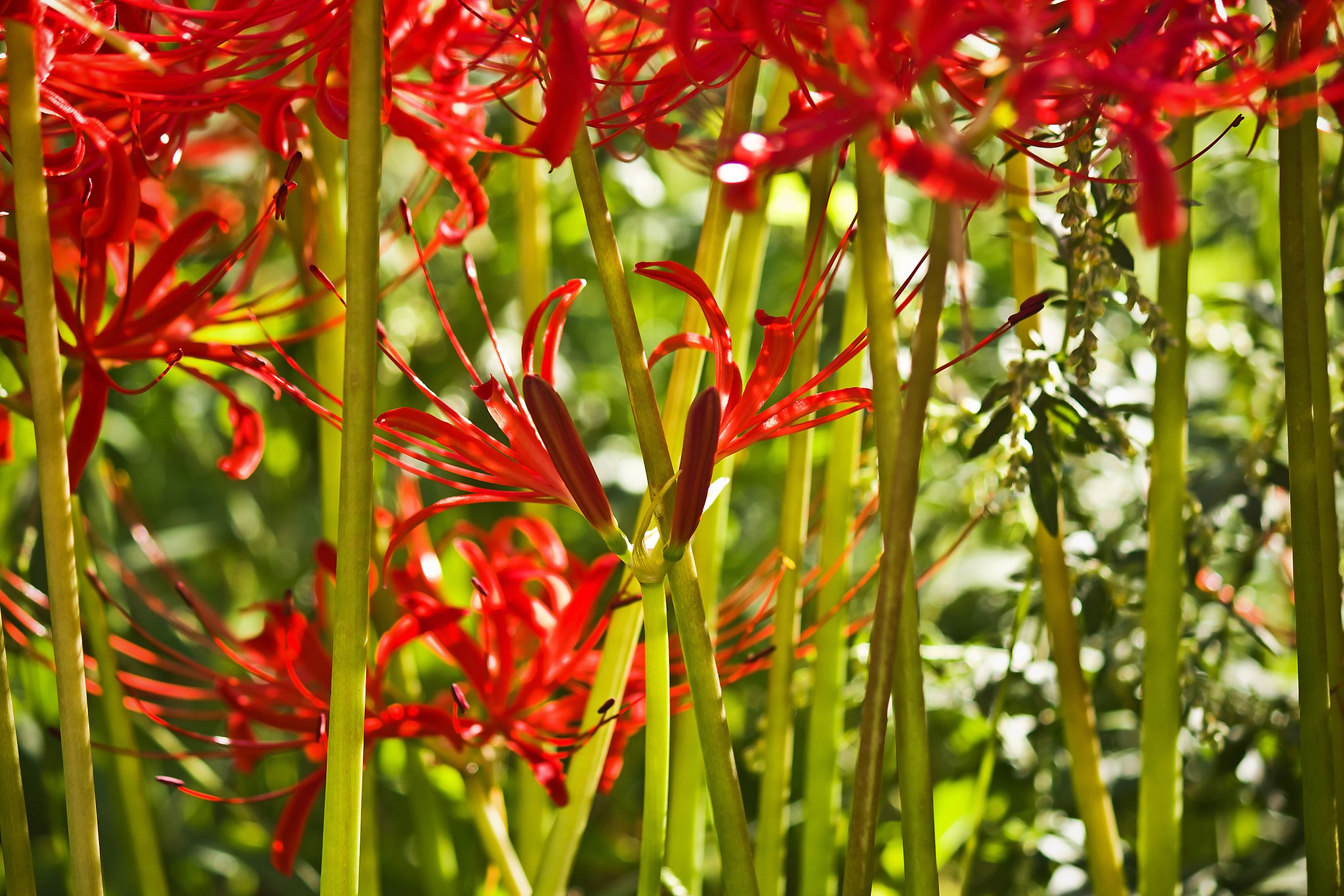 彼岸花の森の中