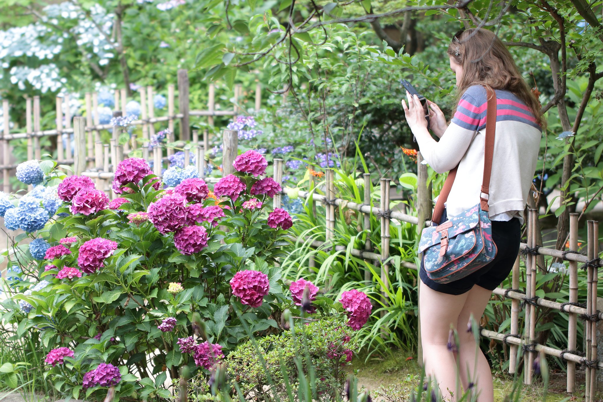 縮景園の紫陽花