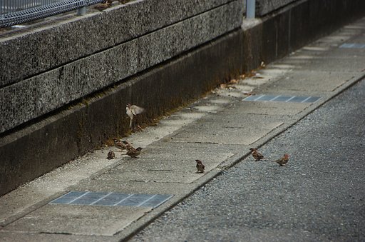 スズメ