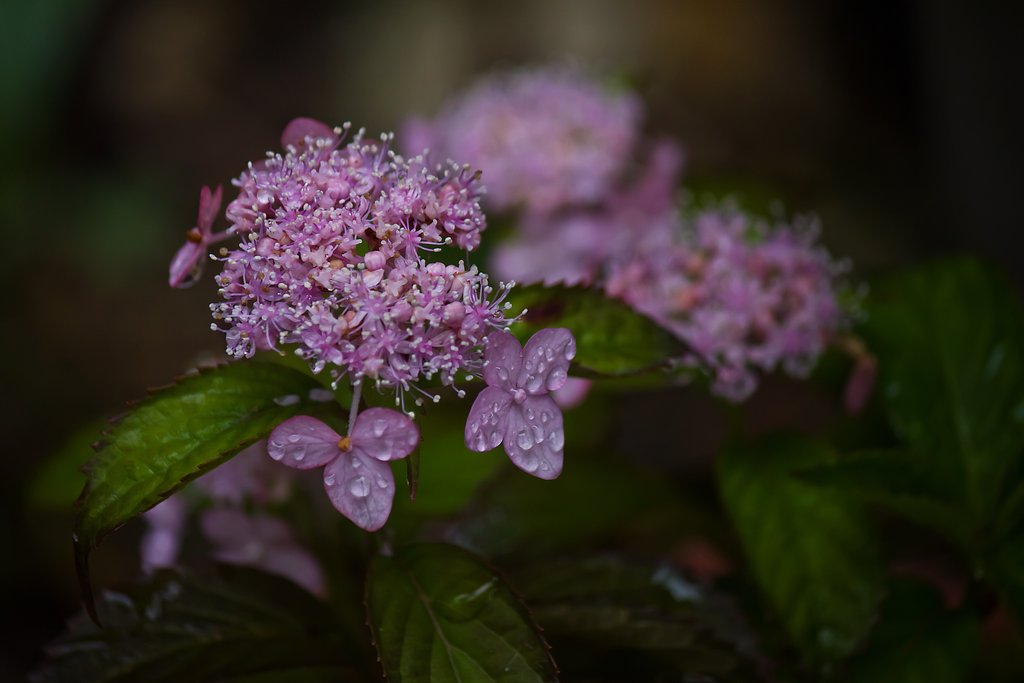 梅雨の雨と山紫陽花