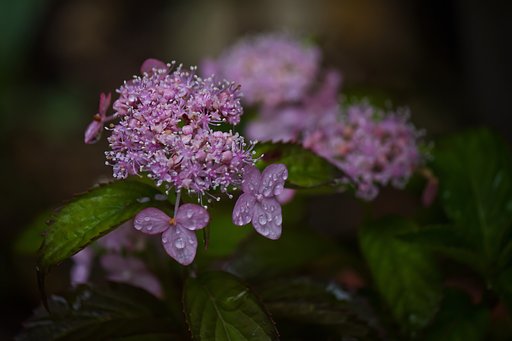 梅雨の雨と山紫陽花