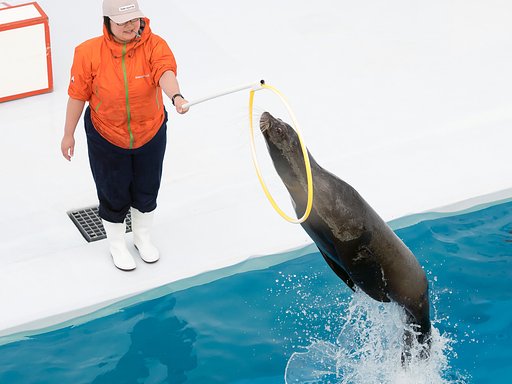輪くぐり