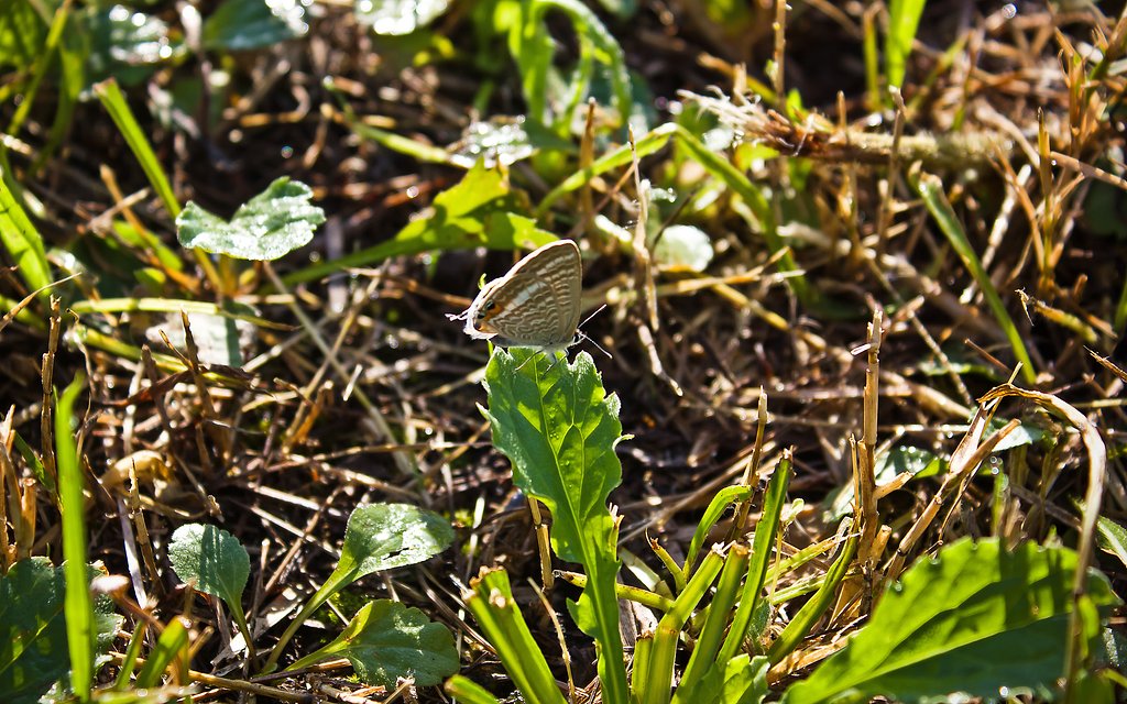 【横顔】 今朝のウラナミシジミ
