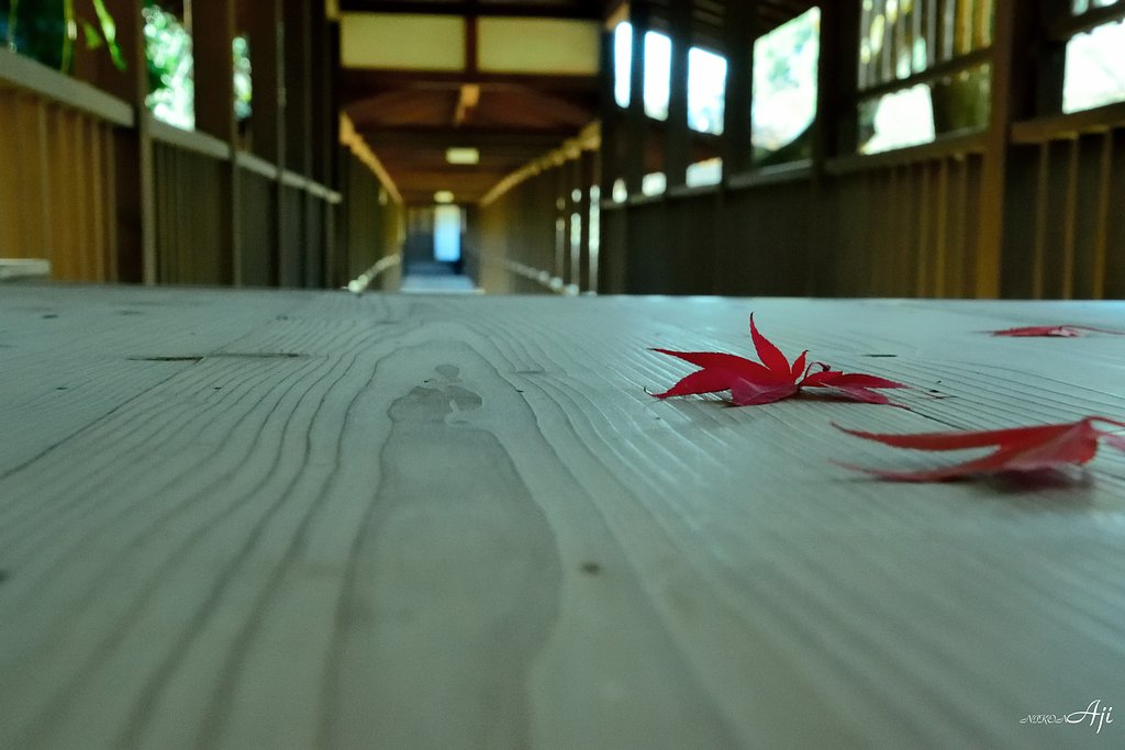 秋です