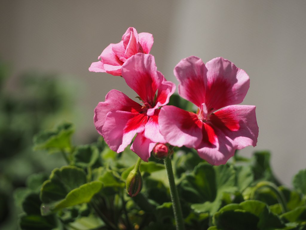 M.ZD 40-150㎜F4-5.6