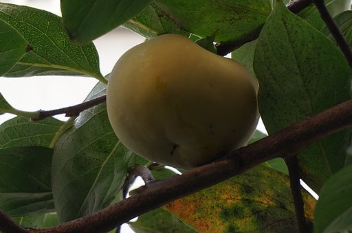 Persimmon