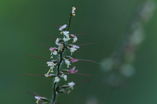 イネ科の花