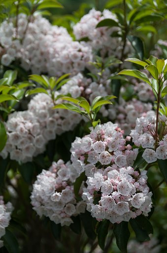 SIGMA 17-50mm F2.8 EX DC HSM 