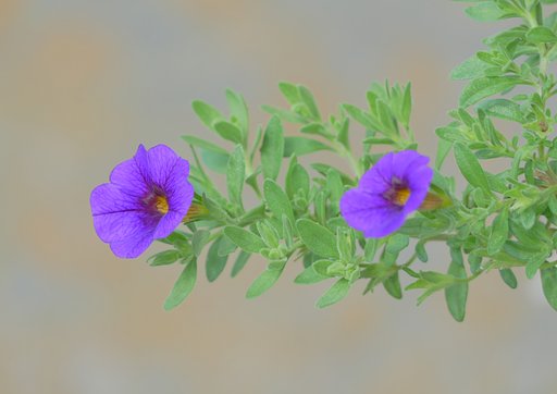 カリブラコア