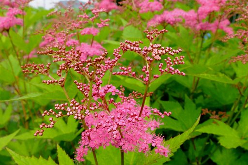 紫陽花？？