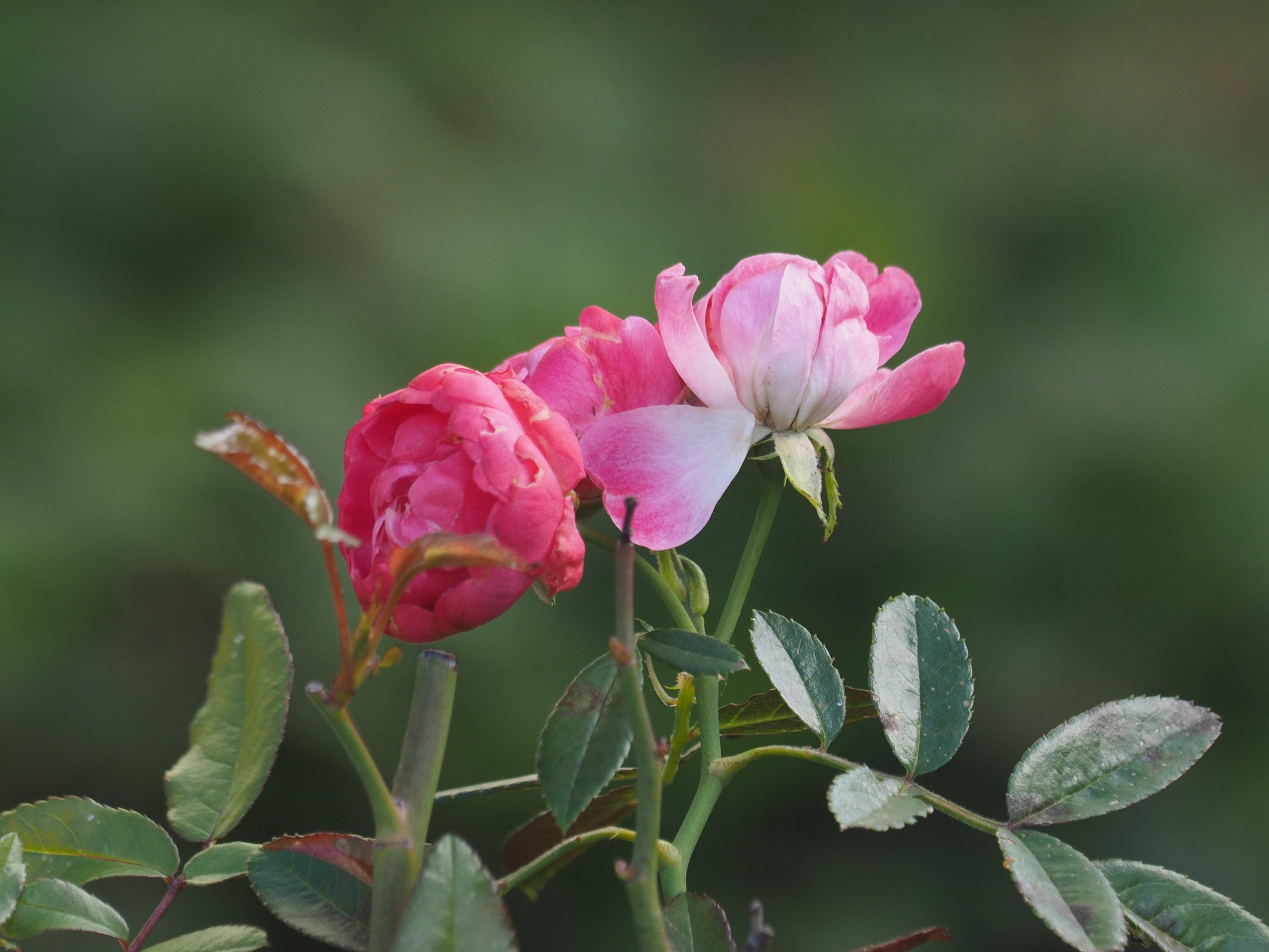 ZD50-200㎜Ｆ2.8-3.5+2xtelecon+MMF1