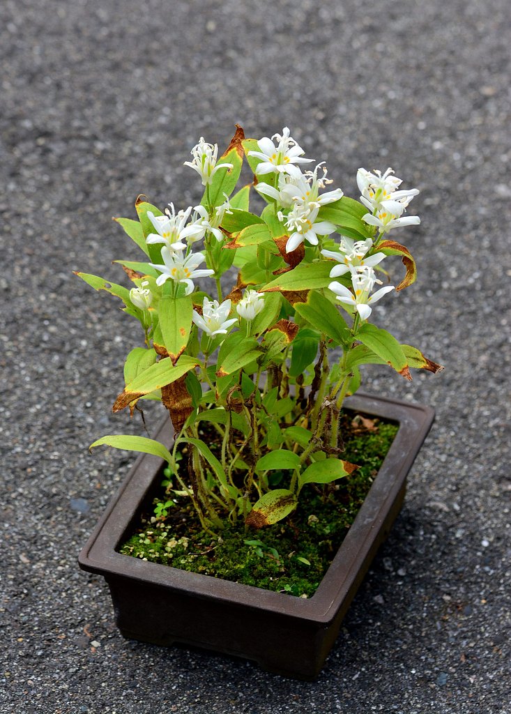 白花ホトトギス