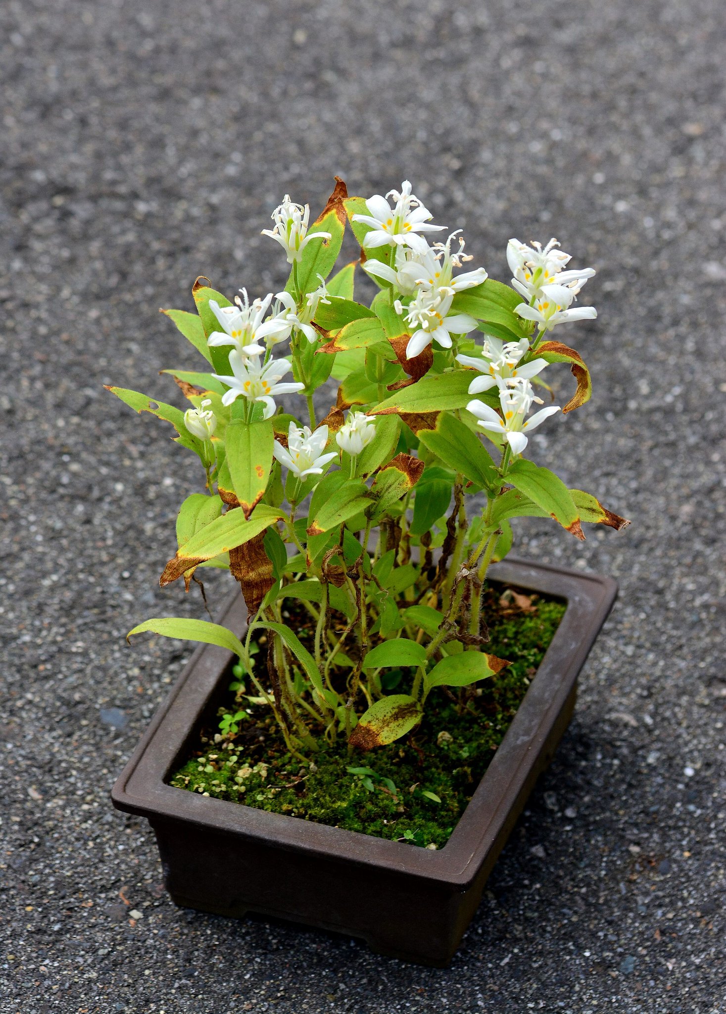白花ホトトギス