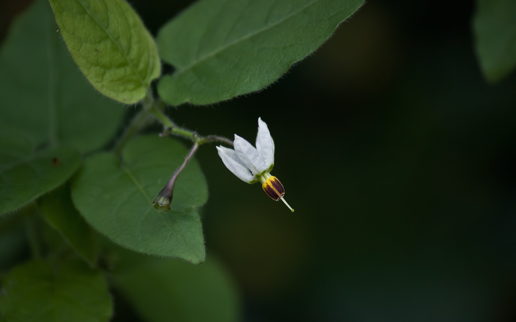 ヒヨドリジョウゴの花。