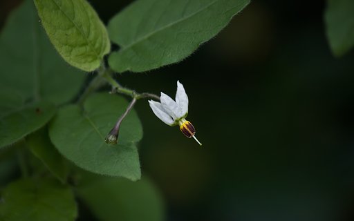 ヒヨドリジョウゴの花。