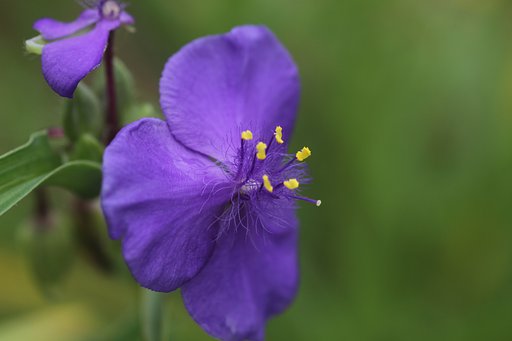 紫の花
