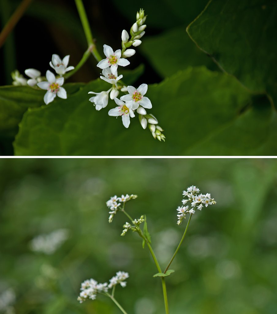 水辺の花