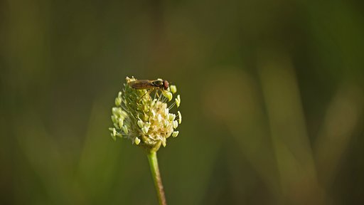 小さなヘラオオバコと小さなハエ