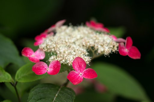 朱