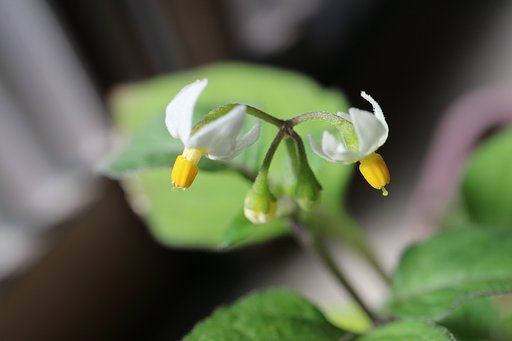 イヌホオズキ　花