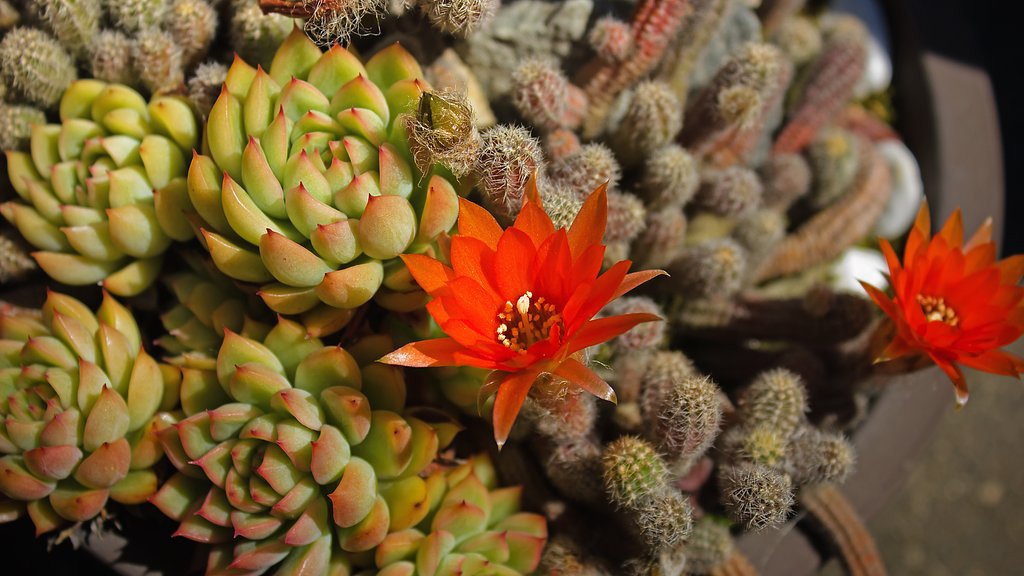 ヒモサボテンの花（大昔）