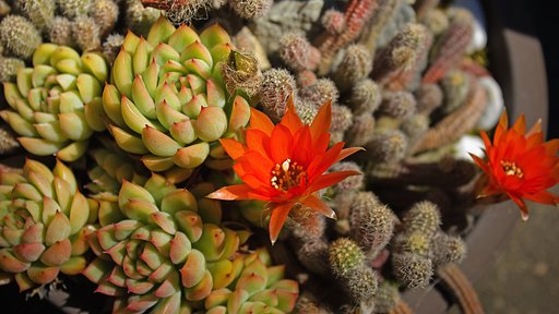 ヒモサボテンの花（大昔）