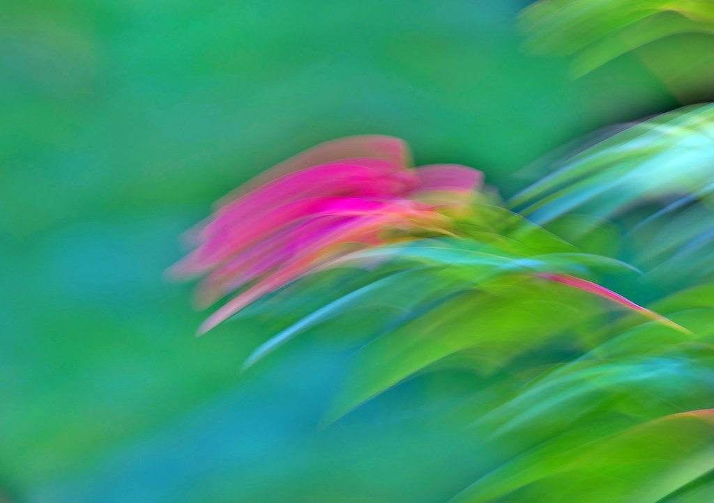 楓