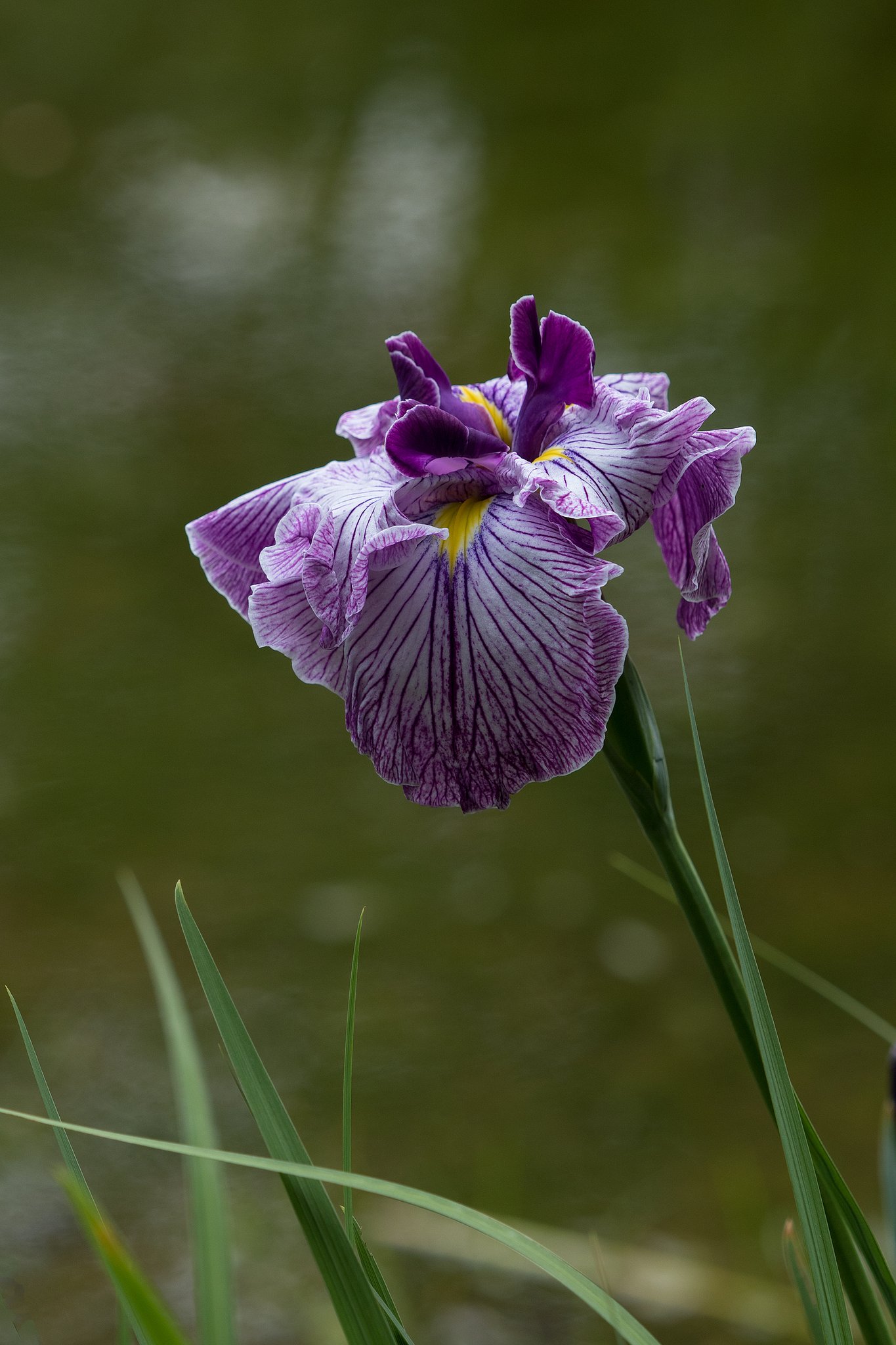 菖蒲