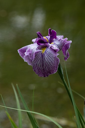 菖蒲