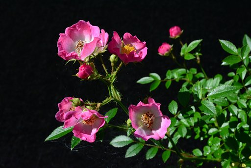 ミニ薔薇　‘みやび’