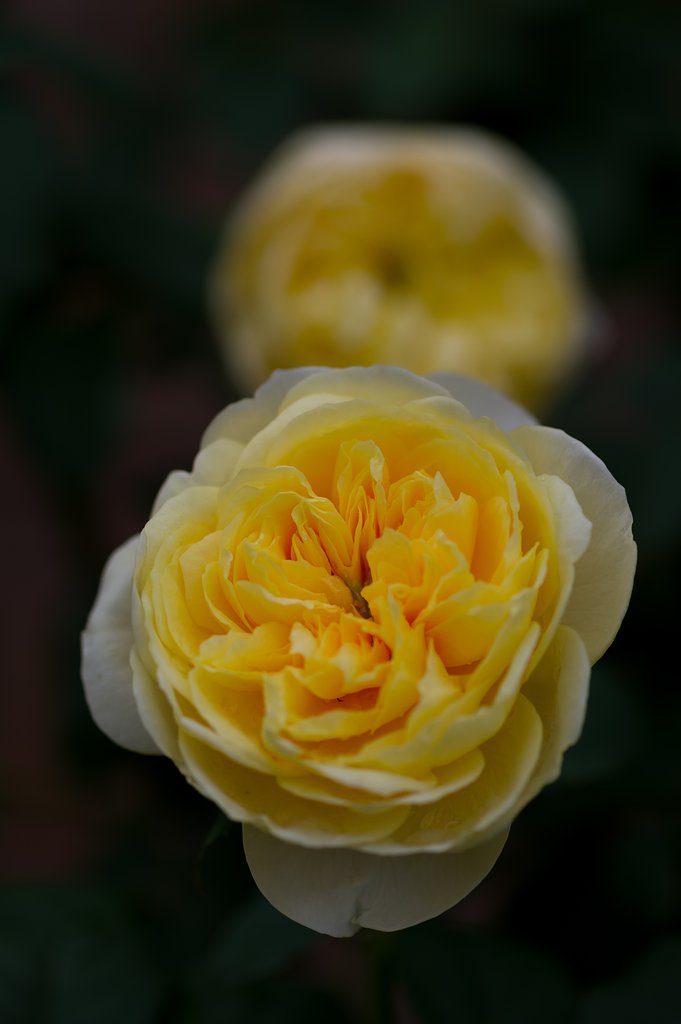 秋薔薇