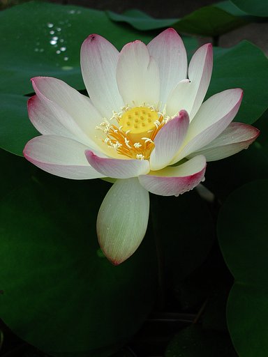 蓮の花