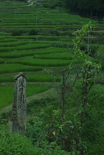 四谷の棚田