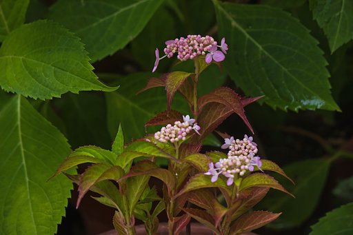 小鉢「山紫陽花」