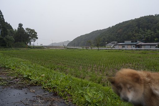 大雨降り
