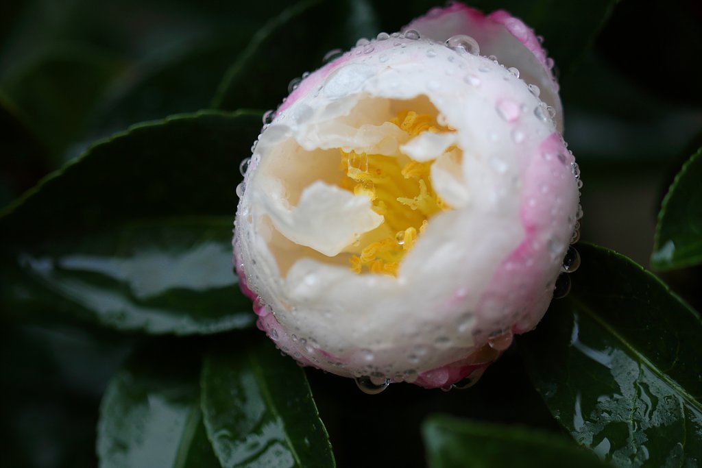 山茶花？　其の弐