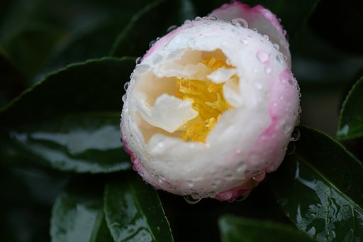 山茶花？　其の弐