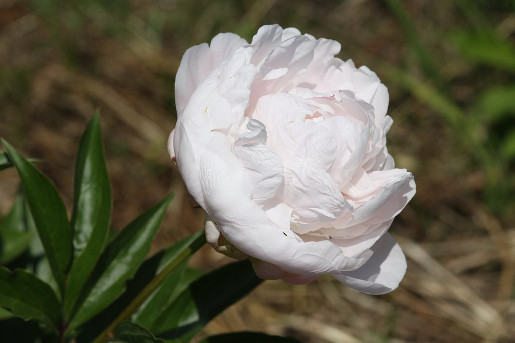 芍薬　NO6