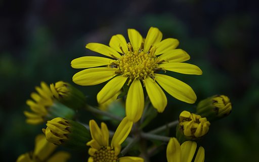ツワブキ開花
